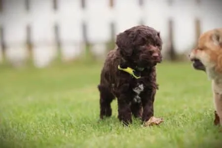 Lagotto Romagnolo puppy te koop