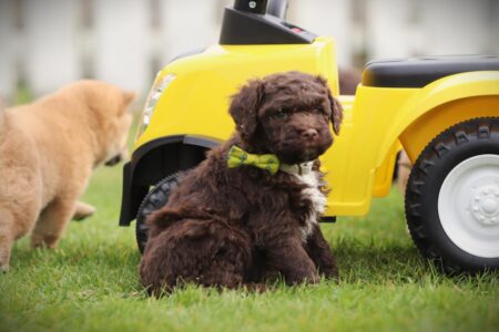 Lagotto Romagnolo puppy te koop