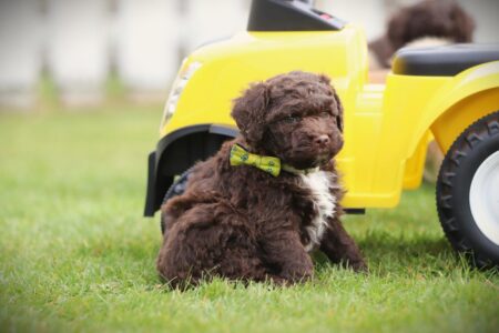 Lagotto Romagnolo puppy te koop