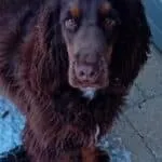Engelse cocker - rufus 6