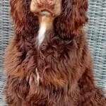Engelse cocker - rufus 5