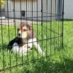 Beagle - elliot 10