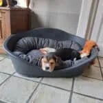 Beagle - elliot 12