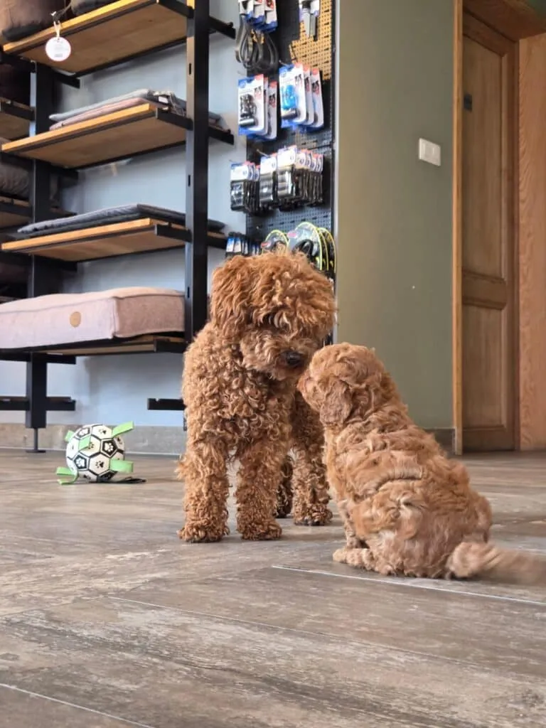 Dna checks on our ย poodles 3