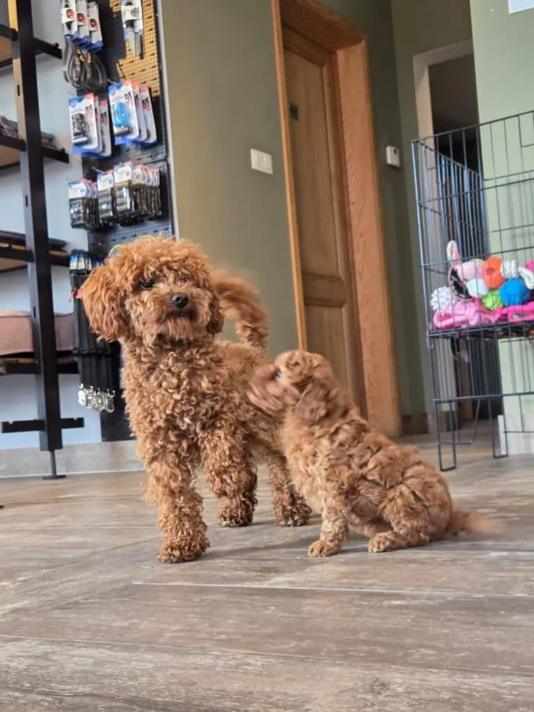 Dna checks on our ย poodles 2