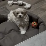 Maltipoo - cookie (athus, be) 16
