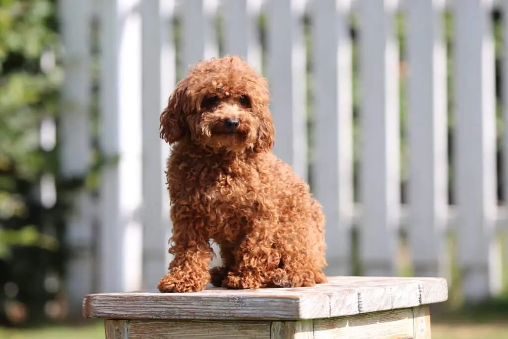 Dna checks on our ย poodles 1