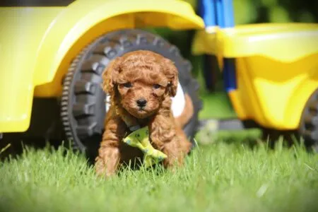 Zwergpudel puppy te koop
