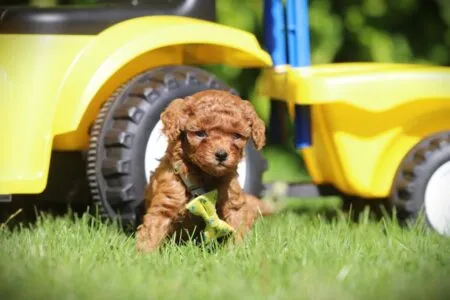 Zwergpudel puppy te koop