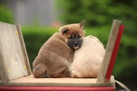 Shiba Inu puppy te koop