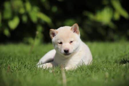 Shiba Inu puppy te koop