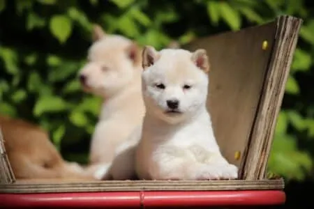 Shiba Inu puppy te koop