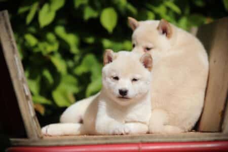 Shiba Inu puppy te koop