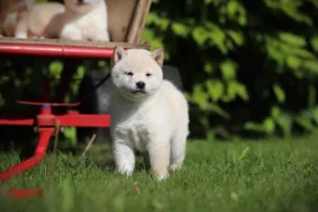 Shiba Inu puppy te koop