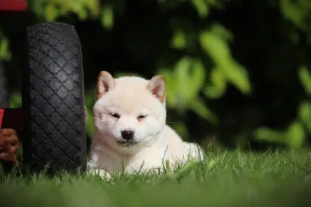 Shiba Inu puppy te koop