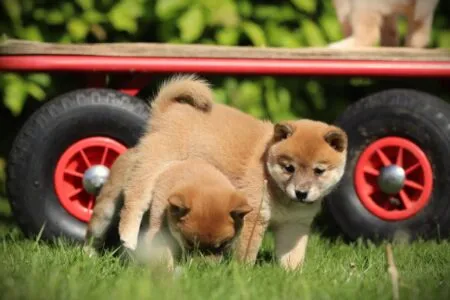 Shiba Inu puppy te koop