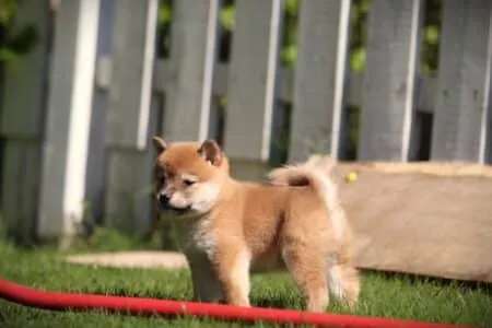 Shiba Inu puppy te koop