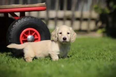 Dwergteckel puppy te koop