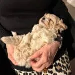 Maltipoo - cookie (athus, be) 15