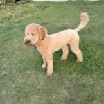 Cockapoo - milo (dentergem, be) 13