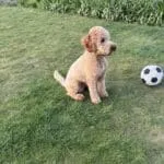Cockapoo - milo (dentergem, be) 14