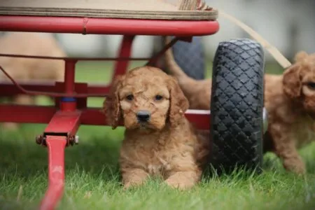 Cockapoo puppy te koop