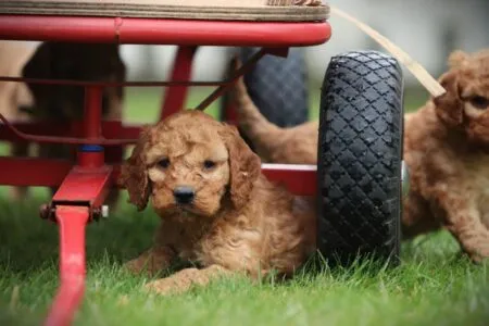 Cockapoo puppy te koop