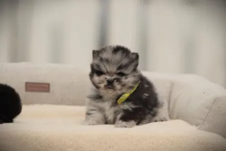 Dwergkees puppy te koop