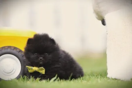 Spitz nain puppy te koop