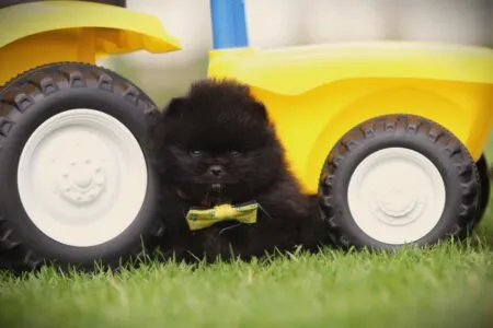 Spitz nain puppy te koop