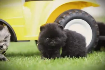 Dwergkees puppy te koop