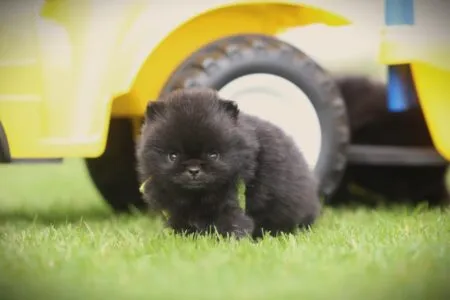 Dwergkees puppy te koop