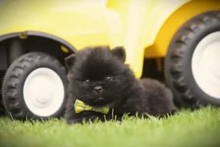Spitz nain puppy te koop