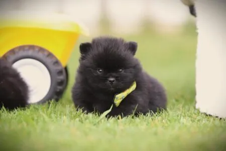 Spitz nain puppy te koop