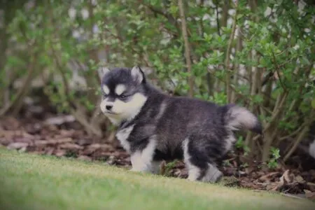Pomsky puppy te koop