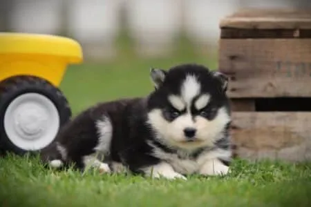 Pomsky puppy te koop