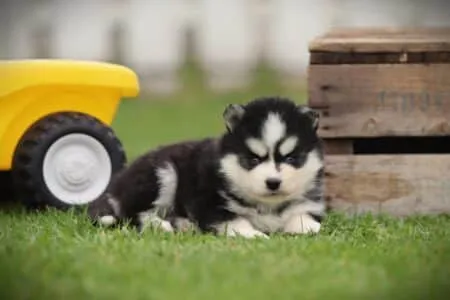 Pomsky puppy te koop