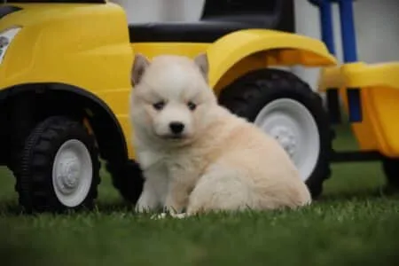 Pomsky puppy te koop