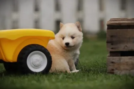 Pomsky puppy te koop