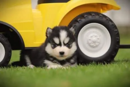 Pomsky puppy te koop