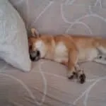 Shiba inu - bruce (vilvoorde, be) 8