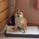 Shiba inu - bruce (vilvoorde, be) 7