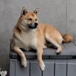 Shiba inu - bruce (vilvoorde, be) 6