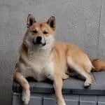 Shiba inu - bruce (vilvoorde, be) 5