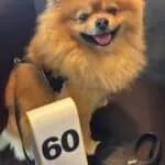 Dwergkeeshond - benji 3