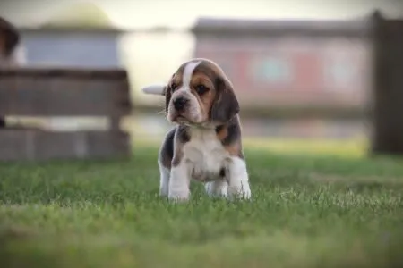 Beagle puppy te koop