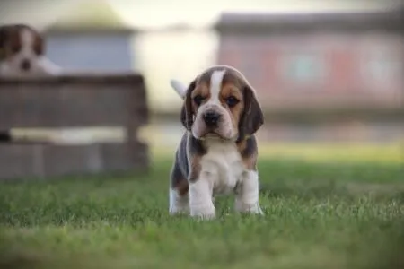 Beagle puppy te koop