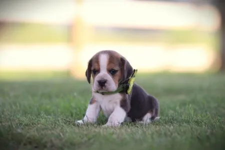 Beagle puppy te koop