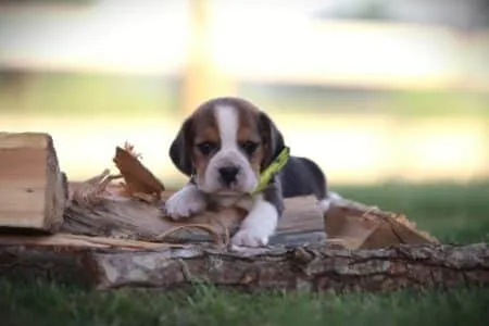 Beagle puppy te koop