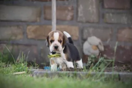 Beagle puppy te koop